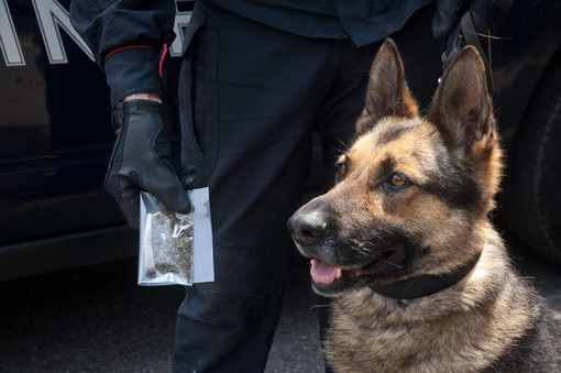 Il fiuto dei cani fa scoprire la droga nascosta nella spazzatura e nelle aiuole di Aurora e Porta Palazzo