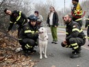 La cagnolina meticcia finisce lungo la Dora e non riesce a risalire la sponda: i vigili del fuoco la portano in salvo [FOTO E VIDEO]