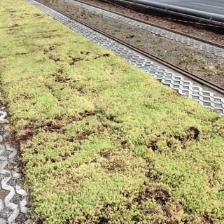 Erba al posto dell'asfalto: in corso Giulio Cesare la corsia del tram diventa verde 