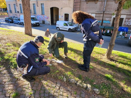 Completato il censimento delle aree cani del Torinese: si vuole contrastare l'abbandono di bocconi avvelenati