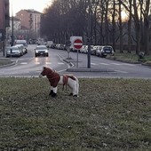 Vanchiglietta: cavallino giocattolo “galoppa” in mezzo alla rotonda, ironia sui social