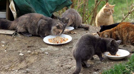 Torino cerca gattare per le oltre 400 colonie feline della Città: ecco come candidarsi