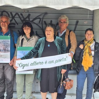 Finisce in tribunale il caso degli alberi di corso Belgio