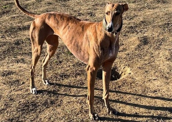 Moncalieri: si chiamerà Marybel la nuova area cani di Lungo Po Abellonio