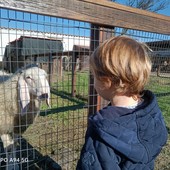 Bimbo biondo che guarda animali in un recinto