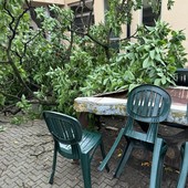 maltempo danni e alberi caduti