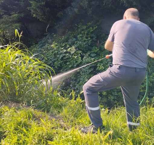 Febbre Dengue, Conclusa A Moncalieri Disinfestazione Contro La Zanzara ...