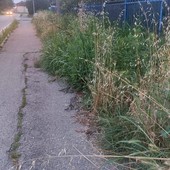 L'erba di alcuni privati finisce in strada e nasconde la visibilità alle auto (foto di archivio)