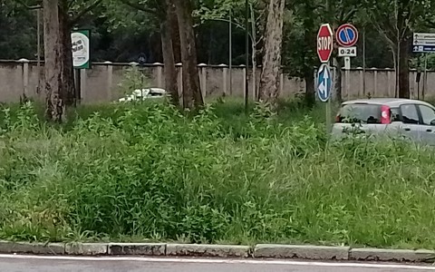 Nel 2025 niente erba alta a Torino: previsti più sfalci nei viali e giardini