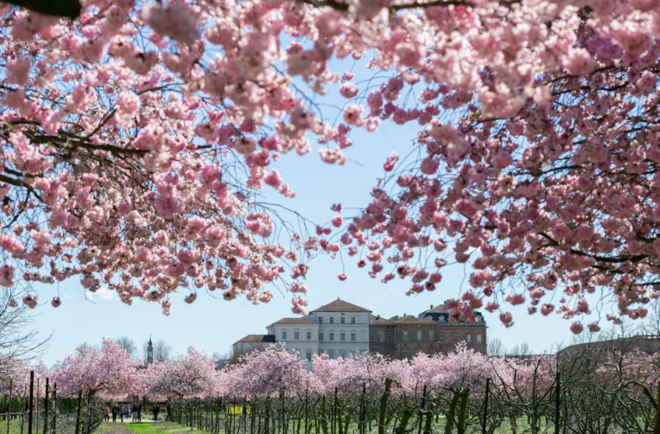 Alla Reggia di Venaria è arrivata la primavera con la fioritura dei ciliegi: gli eventi all'ombra dei petali rosa