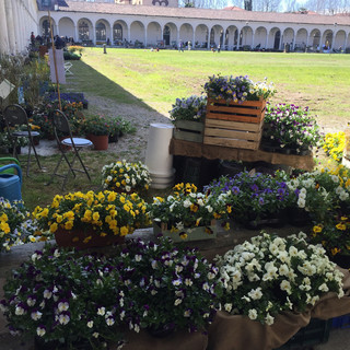 Certosa di Collegno e fiori