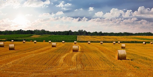 Foraggi insilati, che cosa sono