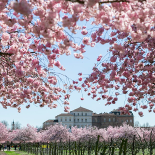 Alla Reggia di Venaria è arrivata la primavera con la fioritura dei ciliegi: gli eventi all'ombra dei petali rosa