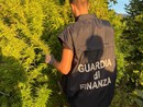 Coltivazione di Marijuana e uomini della Finanza