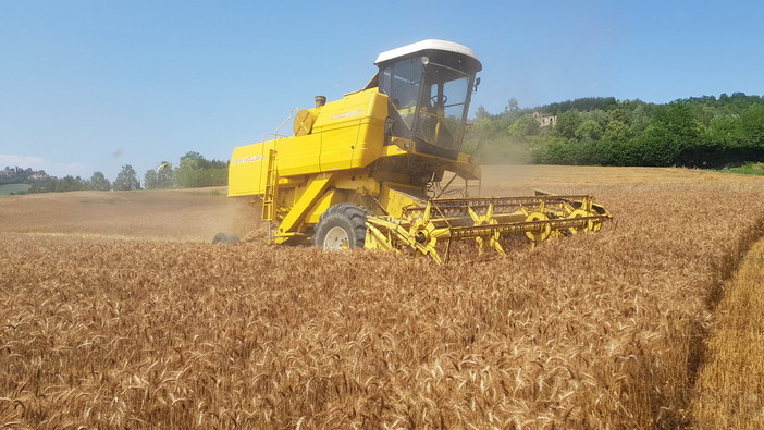 L’invasione di grano dal Canada trattato con il Glifosate penalizza quello torinese