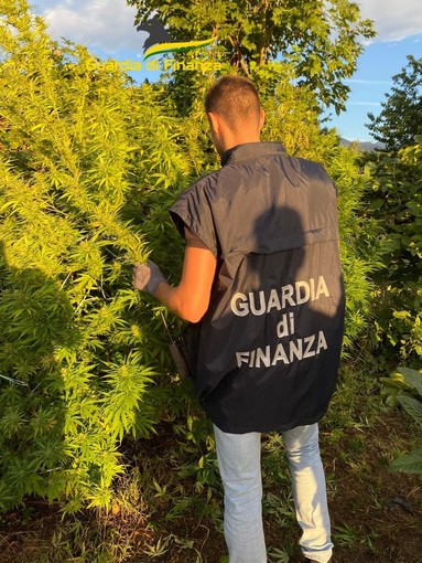 Coltivazione di Marijuana e uomini della Finanza