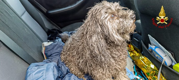 Incendio a Campiglione Fenile: i vigili del fuoco salvano due cani, ma un terzo muore per i fumi inalati