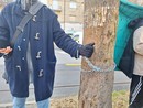 Tagli di alberi in Corso Belgio, tensioni tra polizia e manifestanti e c'è chi si incantena ai fusti [FOTO E VIDEO]