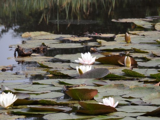 Tra i siti cruciali il lago di Meugliano e gli stagni di Cumiana