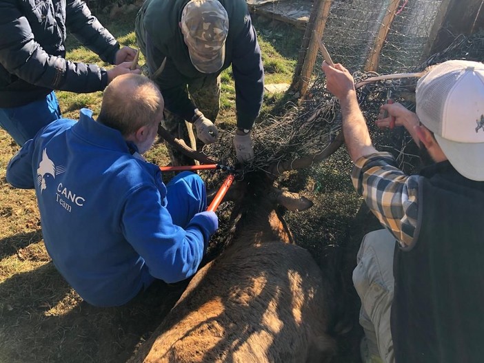 Perrero, cervo incastrato in una rete metallica: soccorso e liberato