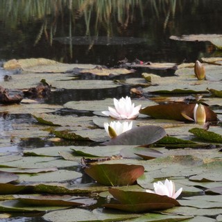 Tra i siti cruciali il lago di Meugliano e gli stagni di Cumiana