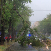 Un albero si spezza in Corso Belgio, 120 interventi per il maltempo