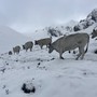 Le prime nevicate in quota mettono in crisi gli allevatori piemontesi