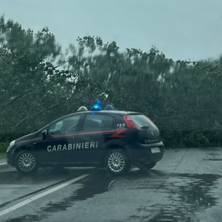 albero caduto con auto carabinieri davanti