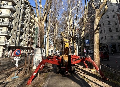 Potati i platani di corso Montegrappa: “Tre verranno abbattuti a causa di un fungo”