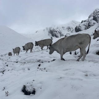 Le prime nevicate in quota mettono in crisi gli allevatori piemontesi