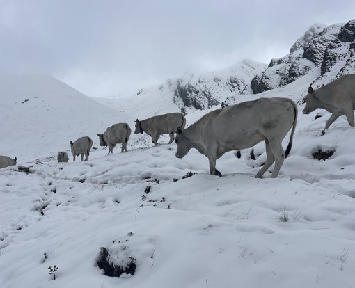 Le prime nevicate in quota mettono in crisi gli allevatori piemontesi