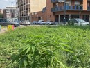 Torino, nel giardino pubblico cresce la marijuana. FdI: &quot;È questa la biodiversità che vuole l'Amministrazione?&quot;