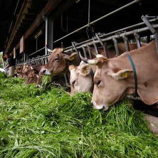 La qualità dell'aria finisce in vacca? Coldiretti: &quot;L'inquinamento arriva da altro&quot;