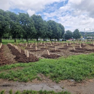 Moncalieri sempre più città del verde: piantumati duemila nuovi alberi