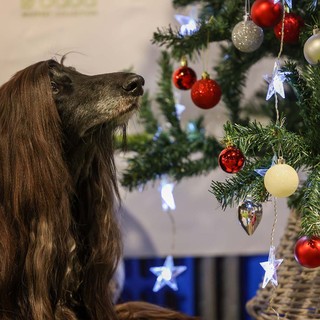 Quattrozampeinfiera: il Natale dei nostri amici pelosi è al Lingotto di Torino