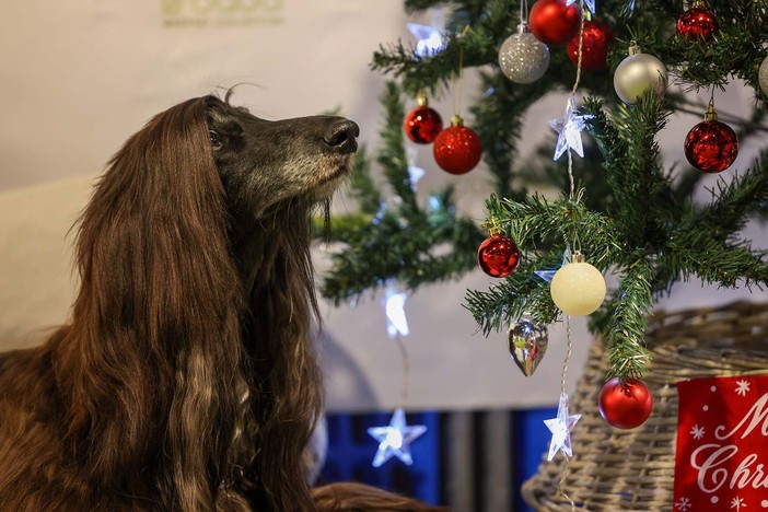 Quattrozampeinfiera: il Natale dei nostri amici pelosi è al Lingotto di Torino