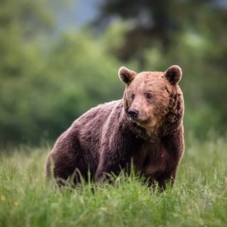 Orsa JJ4, l'auspicio del ministro Pichetto Fratin: &quot;Spero non venga abbattuta&quot;