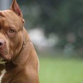 Due pitbull aggrediscono una cagnolina e i suoi padroni: attimi di paura a Moncalieri