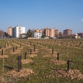 Un'iniziativa per contribuire all'incremento e alla cura del verde cittadino