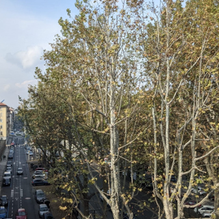 Corso Francia: iniziata da piazza Rivoli la potatura degli alberi (foto d'archivio)