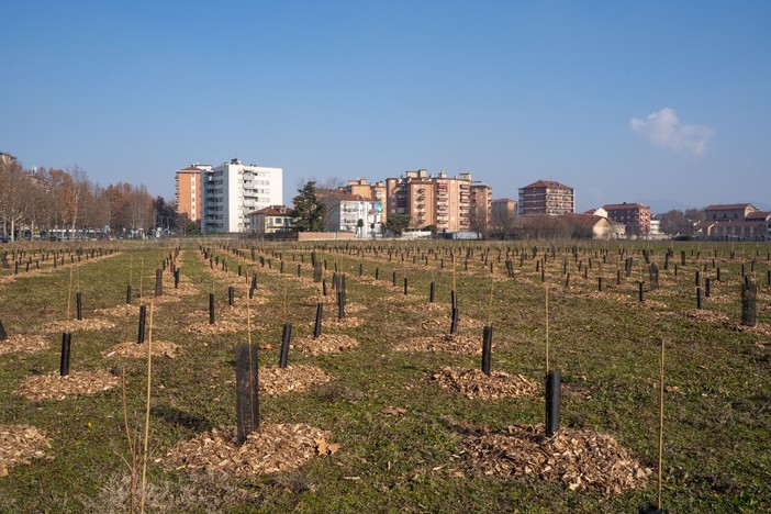 Un'iniziativa per contribuire all'incremento e alla cura del verde cittadino