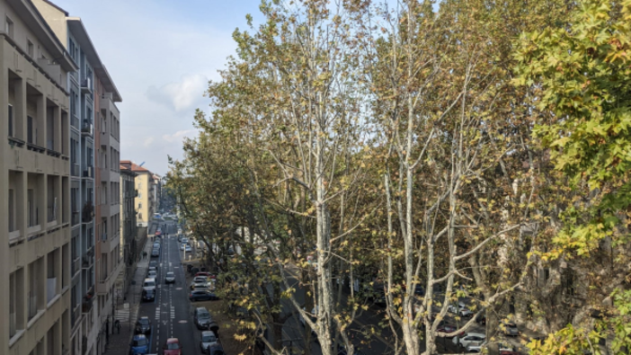 Corso Francia: iniziata da piazza Rivoli la potatura degli alberi (foto d'archivio)