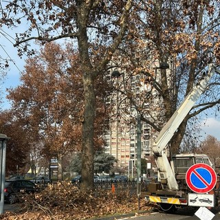 Potature in corso Giulio Cesare: auto e tram salvi dai rami pericolanti dei platani