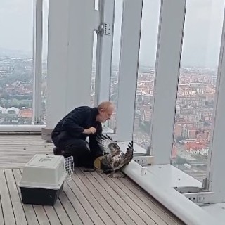 Ferita e incapace di volare, è tornata libera la poiana recuperata nel Palazzo della Regione