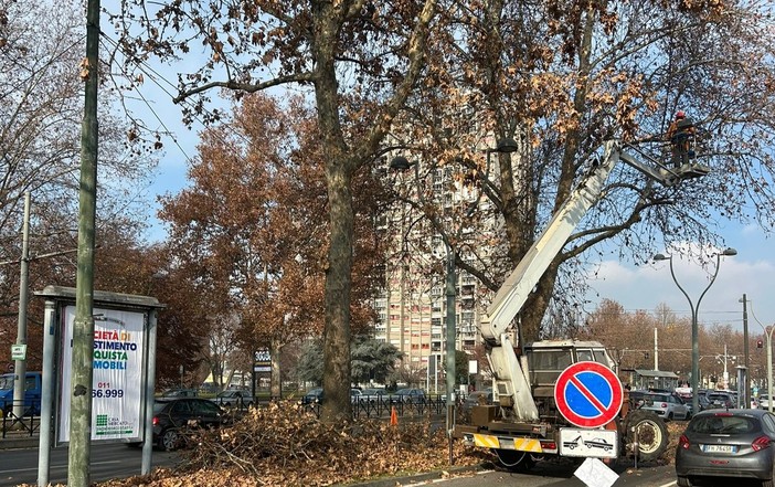 Potature in corso Giulio Cesare: auto e tram salvi dai rami pericolanti dei platani