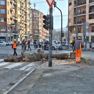 Corso Belgio, non si fermano abbattimenti e potature degli alberi. Deviate le linee Gtt