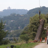 abbattimento di un albero secolare