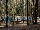 Pista da skate in un bosco