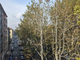 Corso Francia: iniziata da piazza Rivoli la potatura degli alberi (foto d'archivio)