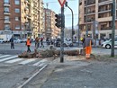 Corso Belgio, non si fermano abbattimenti e potature degli alberi. Deviate le linee Gtt